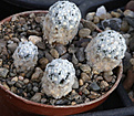 Нажмите на изображение для увеличения.

Название:	Mammillaria_theresae_.jpg
Просмотров:	150
Размер:	192.7 Кб
ID:	338788