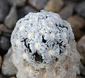 Нажмите на изображение для увеличения.

Название:	Mammillaria_theresae.jpg
Просмотров:	145
Размер:	190.7 Кб
ID:	338789
