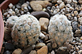 Нажмите на изображение для увеличения.

Название:	Mammillaria_theresae_albiflora.jpg
Просмотров:	138
Размер:	190.4 Кб
ID:	338791
