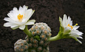 Нажмите на изображение для увеличения.

Название:	Mammillaria_theresae_albiflora_.jpg
Просмотров:	131
Размер:	207.2 Кб
ID:	338792