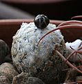 Нажмите на изображение для увеличения.

Название:	Turbinicarpus_valdezianus_HO246.jpg
Просмотров:	150
Размер:	158.0 Кб
ID:	338819