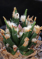 Нажмите на изображение для увеличения.

Название:	Ariocarpus_agavoides_PP208.jpg
Просмотров:	212
Размер:	228.5 Кб
ID:	338820