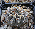 Нажмите на изображение для увеличения.

Название:	Gymnocalycium_borthii_nogolense_RUS-092.jpg
Просмотров:	607
Размер:	212.7 Кб
ID:	338856