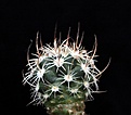 Нажмите на изображение для увеличения.

Название:	Pediocactus sileri Lz814_25y_26.8.13.jpg
Просмотров:	250
Размер:	89.2 Кб
ID:	338871