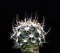 Нажмите на изображение для увеличения.

Название:	Pediocactus sileri Lz814_25y_26.8.13.jpg
Просмотров:	204
Размер:	89.2 Кб
ID:	338871