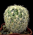 Нажмите на изображение для увеличения.

Название:	Coryphantha__echinus.jpg
Просмотров:	433
Размер:	244.9 Кб
ID:	338889