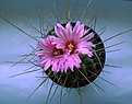 Нажмите на изображение для увеличения.

Название:	Thelocactus rinconensis2.jpg
Просмотров:	346
Размер:	127.1 Кб
ID:	338928