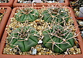 Нажмите на изображение для увеличения.

Название:	Gymnocalycium_eurypleurum_FR1178.jpg
Просмотров:	560
Размер:	220.6 Кб
ID:	338967