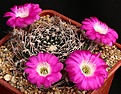Нажмите на изображение для увеличения.

Название:	EchinopsisLobivia_cinnabarina_roseiflora_IMG_5190.jpg
Просмотров:	903
Размер:	142.0 Кб
ID:	338969