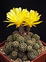 Нажмите на изображение для увеличения.

Название:	Echinopsis_ancistrophora_ssp_arachnacantha_sulphurea_IMG_4871.jpg
Просмотров:	755
Размер:	110.7 Кб
ID:	338974