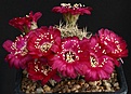 Нажмите на изображение для увеличения.

Название:	Echinopsis_cinnabarina_pilosa_IMG_1603.jpg
Просмотров:	854
Размер:	219.3 Кб
ID:	338975