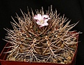 Нажмите на изображение для увеличения.

Название:	Gymnocalycium_euripleurum_FR1178_IMG_1621.jpg
Просмотров:	577
Размер:	136.7 Кб
ID:	338976