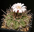 Нажмите на изображение для увеличения.

Название:	Gymnocalycium_eurypleurum_M22_IMG_7478.jpg
Просмотров:	518
Размер:	156.1 Кб
ID:	338977