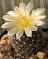 Нажмите на изображение для увеличения.

Название:	Copiapoa_humilis_IMG_4037.jpg
Просмотров:	323
Размер:	93.6 Кб
ID:	338980