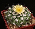 Нажмите на изображение для увеличения.

Название:	Copiapoa_humilis_IMG_8072.jpg
Просмотров:	325
Размер:	182.6 Кб
ID:	338981