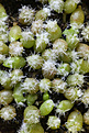 Нажмите на изображение для увеличения.

Название:	Copiapoa_cinerea_JN859.jpg
Просмотров:	140
Размер:	203.4 Кб
ID:	339045