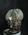 Нажмите на изображение для увеличения.

Название:	Astrophytum_myriostigma.JPG
Просмотров:	148
Размер:	196.4 Кб
ID:	339054