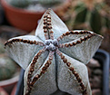 Нажмите на изображение для увеличения.

Название:	Astrophytum_myriostigma.jpg
Просмотров:	150
Размер:	225.0 Кб
ID:	339255