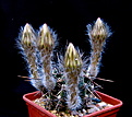 Нажмите на изображение для увеличения.

Название:	Echinopsis_aurea_uteiflora_R711d.jpg
Просмотров:	150
Размер:	131.3 Кб
ID:	339265