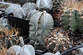 Нажмите на изображение для увеличения.

Название:	Astrophytum_myriostigma_.jpg
Просмотров:	122
Размер:	194.1 Кб
ID:	339267