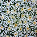 Нажмите на изображение для увеличения.

Название:	Mammillaria_giselae_.jpg
Просмотров:	304
Размер:	206.7 Кб
ID:	339305