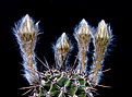 Нажмите на изображение для увеличения.

Название:	Echinopsis_aurea_luteiflora_R711d...jpg
Просмотров:	431
Размер:	154.7 Кб
ID:	339317