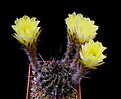 Нажмите на изображение для увеличения.

Название:	Echinopsis_aurea_luteiflora_R711d.....jpg
Просмотров:	431
Размер:	104.2 Кб
ID:	339318