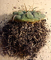 Нажмите на изображение для увеличения.

Название:	Gymnocalycium_ochoterenae_subsp._vatteri.jpg
Просмотров:	562
Размер:	124.9 Кб
ID:	339319