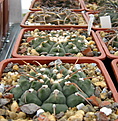 Нажмите на изображение для увеличения.

Название:	Gymnocalycium_ochoterenae_subsp._vatteri...jpg
Просмотров:	554
Размер:	147.2 Кб
ID:	339320