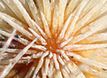 Нажмите на изображение для увеличения.

Название:	herrerae-macro-1.jpg
Просмотров:	295
Размер:	207.5 Кб
ID:	339325