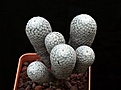Нажмите на изображение для увеличения.

Название:	Mammillaria herrerae_8y_21.8.131.jpg
Просмотров:	132
Размер:	74.0 Кб
ID:	339330