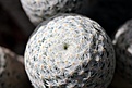 Нажмите на изображение для увеличения.

Название:	Mammillaria herrerae_25.8.13-.jpg
Просмотров:	124
Размер:	85.5 Кб
ID:	339331