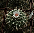 Turbinicarpus bonatzii.jpg