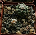 Turbinicarpus sp.(bonatzii).jpg