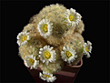 Mammillaria_carmenae.jpg