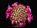 Mammillaria_backebergiana.jpg