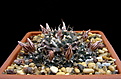 Turbinicarpus_bonatzii.jpg
