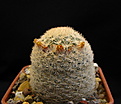 Mammillaria_egregia.jpg