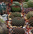 Нажмите на изображение для увеличения.

Название:	sulco2013_07_18023.jpg
Просмотров:	142
Размер:	170.8 Кб
ID:	339354