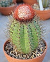 Нажмите на изображение для увеличения.

Название:	Melocactus_harlowii_IMG_8142.jpg
Просмотров:	239
Размер:	151.3 Кб
ID:	339417