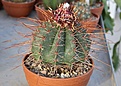 Нажмите на изображение для увеличения.

Название:	Melocactus_ernestii_longispinus_IMG_8145.jpg
Просмотров:	231
Размер:	181.2 Кб
ID:	339418