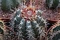 Нажмите на изображение для увеличения.

Название:	Melocactus_IMG_8150.jpg
Просмотров:	229
Размер:	199.8 Кб
ID:	339419