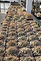 Нажмите на изображение для увеличения.

Название:	IMG_8238.jpg
Просмотров:	258
Размер:	240.8 Кб
ID:	339433