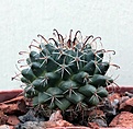 Нажмите на изображение для увеличения.

Название:	Mammillaria uncinata PAR133_23.8.13.jpg
Просмотров:	132
Размер:	129.6 Кб
ID:	339478