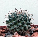 Нажмите на изображение для увеличения.

Название:	Mammillaria uncinata PAR133_23.8.13.jpg
Просмотров:	118
Размер:	129.6 Кб
ID:	339478