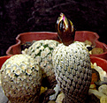 Нажмите на изображение для увеличения.

Название:	Turbinicarpus_pseudopectinaus.jpg
Просмотров:	134
Размер:	225.2 Кб
ID:	339503