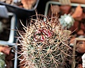 Нажмите на изображение для увеличения.

Название:	Echinocereus lindsayi_6y_26.8.13.jpg
Просмотров:	133
Размер:	122.7 Кб
ID:	339529
