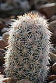 Нажмите на изображение для увеличения.

Название:	Coryphantha_hendricksonii_SB1016.jpg
Просмотров:	143
Размер:	179.5 Кб
ID:	339555