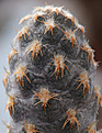 Нажмите на изображение для увеличения.

Название:	Pterocactus_araucanus_VV-008.jpg
Просмотров:	193
Размер:	196.0 Кб
ID:	339558
