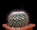 Нажмите на изображение для увеличения.

Название:	Mammillaria_gigantea_L1118.jpg
Просмотров:	141
Размер:	114.4 Кб
ID:	339563